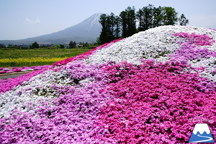 倶知安旭ヶ丘スキー場と三島さん家の芝桜の丘。